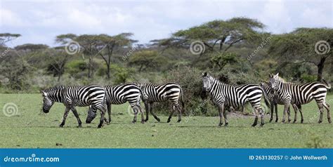  Zebras! A Tale of Ethiopian Wilderness and Intriguing Encounters